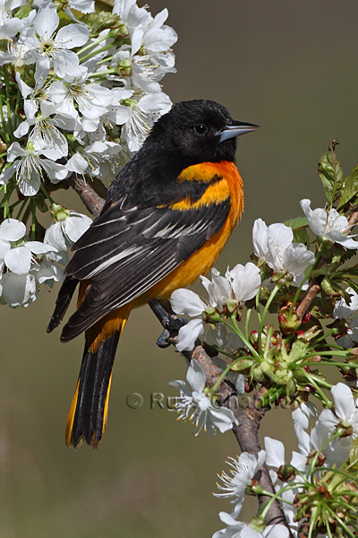 Baltimore Oriole © Russ Chantler